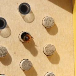 Abri abeilles sauvages + cocons + suivi