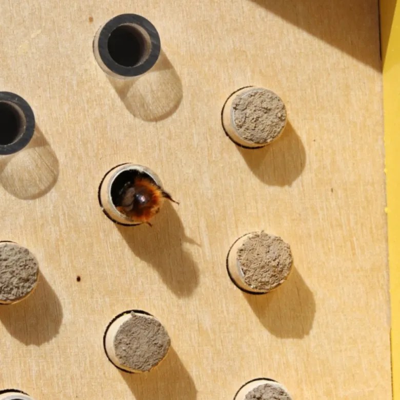 Abri abeilles sauvages + cocons + suivi