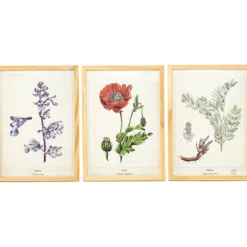 3 affiches plantes médicinales a4