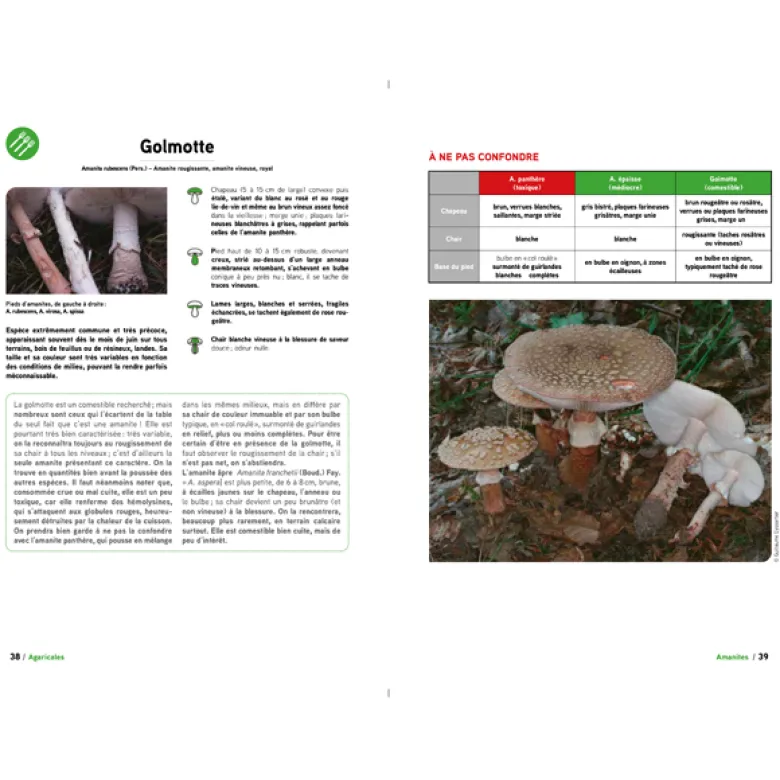 Aller aux champignons