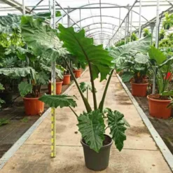 Alocasia portodora 25 l- 125-150 cm