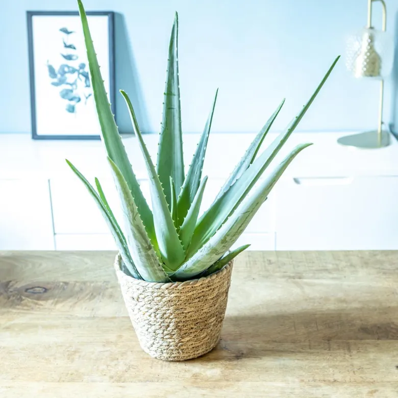 Aloe vera + cache-pot d14