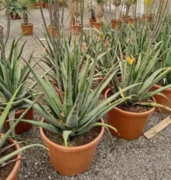 Aloe vera 25 l 80-100 cm
