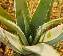 Aloe vera 25 l 80-100 cm