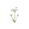 Angélique (angelica archangelica) - huile essentielle bio - 10ml garantie chroma