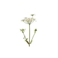 Angélique (angelica archangelica) - huile essentielle bio - 10ml garantie chroma