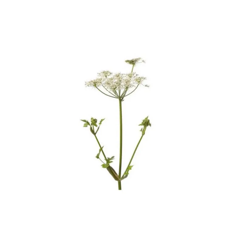 Angélique (angelica archangelica) - huile essentielle bio - 10ml garantie chroma