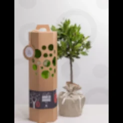 Arbre de mariage - pommier