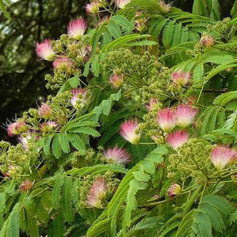 Arbre de soie - albizia julibrissin 'ombrella' - 40-50 cm pot