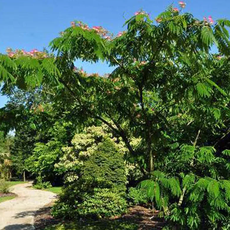 Arbre de soie - albizia julibrissin 'ombrella' - 40-50 cm pot