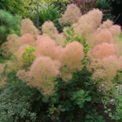 Arbre à perruque - cotinus coggygria 'young lady' - 40-60 cm pot