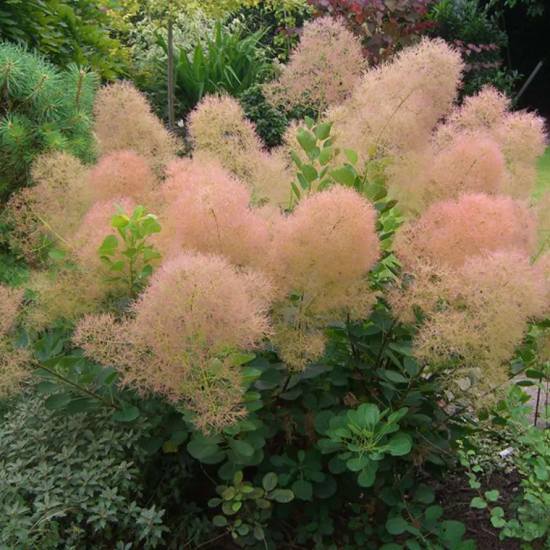 Arbre à perruque - cotinus coggygria 'young lady' - 40-60 cm pot