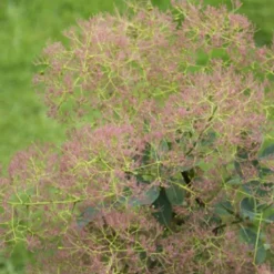 Arbre à perruque - cotinus coggygria 'young lady' - 40-60 cm pot