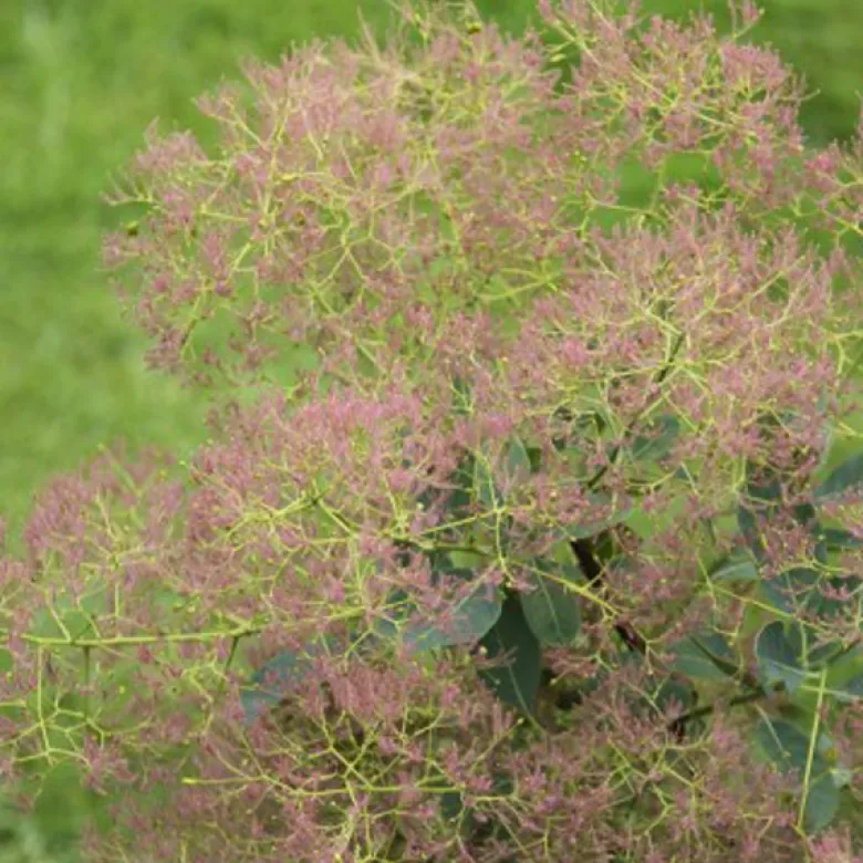 Arbre à perruque - cotinus coggygria 'young lady' - 40-60 cm pot