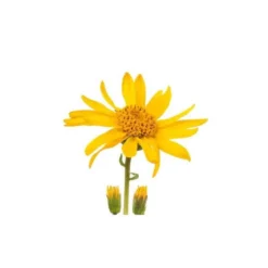Arnica - macérât huileux bio 50ml
