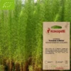 Artemisia armoise à balais- graines bio à semer