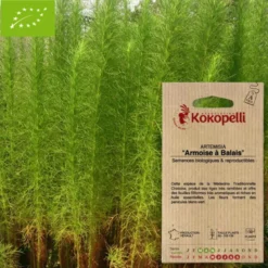Artemisia armoise à balais- graines bio à semer