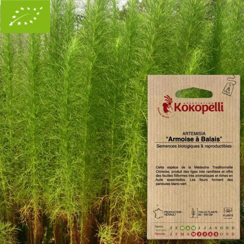 Artemisia armoise à balais- graines bio à semer