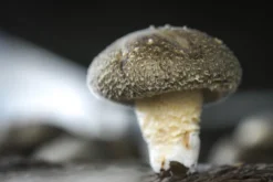 Atelier - culture champignon - Nantes