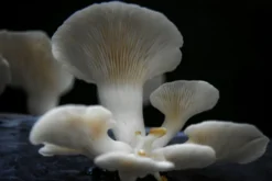 Atelier - culture champignon - Nantes
