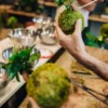 Atelier - kokedama - bordeaux