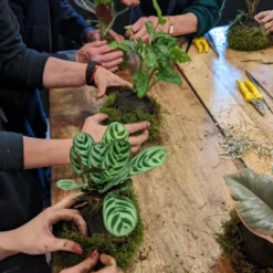 Atelier - kokedama - bordeaux