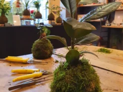 Atelier - kokedama - bordeaux