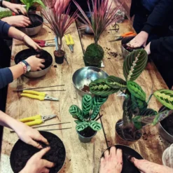 Atelier - kokedama - bordeaux