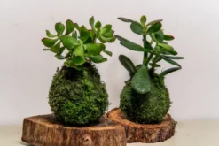Atelier - kokedama - nantes