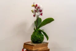 Atelier - kokedama - nantes