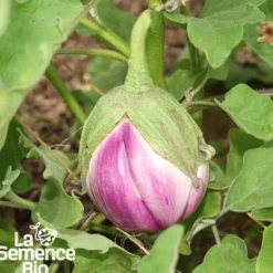 Aubergine rotonda bianca sfumata di rosa