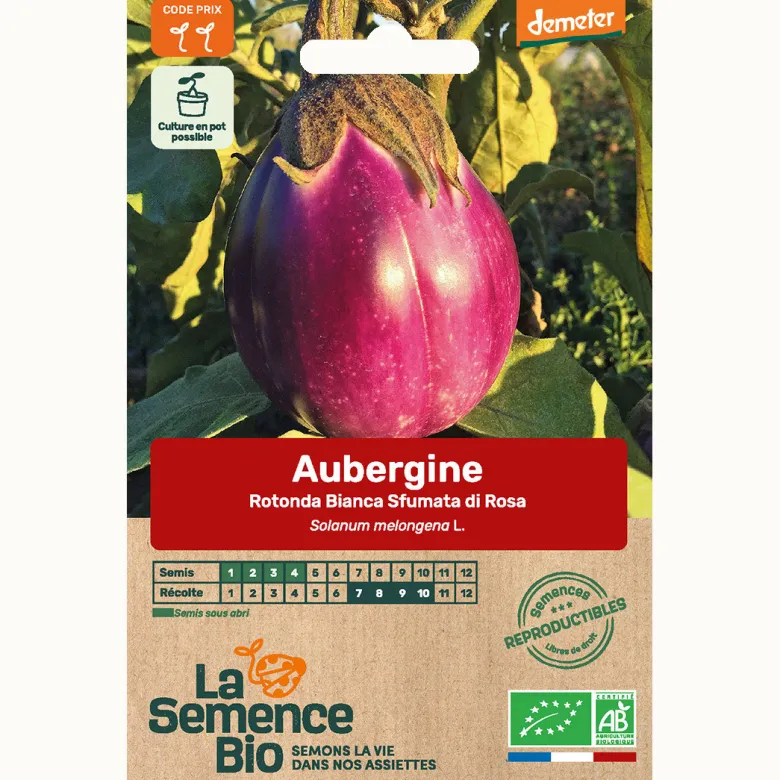 Aubergine rotonda bianca sfumata di rosa