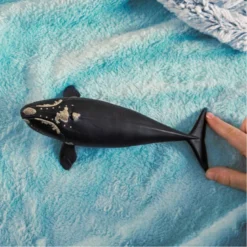 14878 baleine de l'atlantique