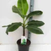 Bananier dwarf cavendish 40 l 100-120 cm
