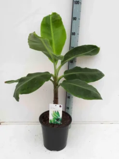 Bananier dwarf cavendish 40 l 100-120 cm