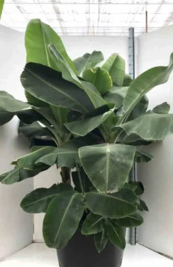 Bananier dwarf cavendish 40 l 100-120 cm