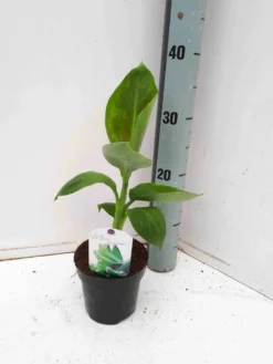 Bananier dwarf cavendish 40 l 100-120 cm