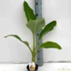 Bananier lotus d'or 14 l 100-120 cm