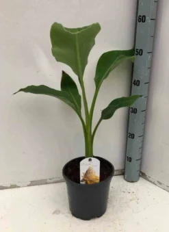 Bananier lotus d'or 14 l 100-120 cm