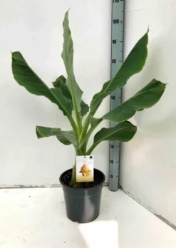 Bananier lotus d'or 14 l 100-120 cm