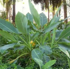 Bananier lotus d'or 14 l 100-120 cm