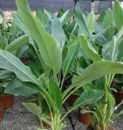 Bananier lotus d'or 14 l 100-120 cm