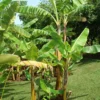 Bananier musa gran nain 7 l 60-80 cm