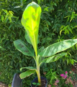 Bananier musa gran nain 7 l 60-80 cm