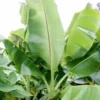 Bananier musa sikkimensis 6 l 80-100 cm