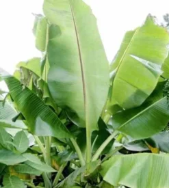 Bananier musa sikkimensis 6 l 80-100 cm