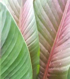 Bananier musa sikkimensis 6 l 80-100 cm