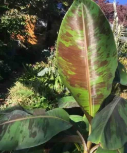 Bananier musa sikkimensis 6 l 80-100 cm