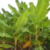 Bananier rustique hybridum 50 l 120-140 cm