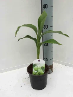 Bananier rustique hybridum 50 l 120-140 cm